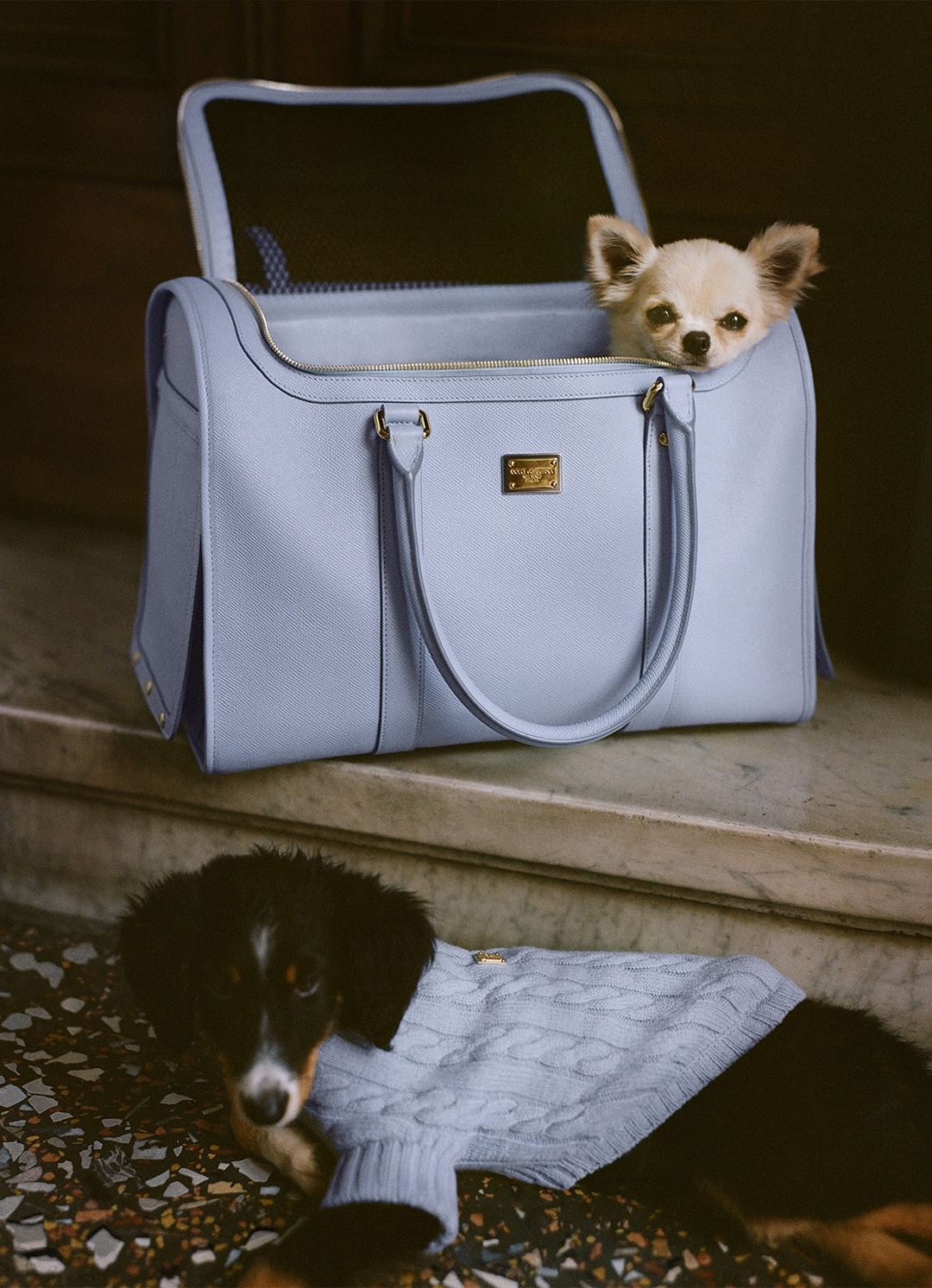 Dolce&Gabbana | New fashion line for dogs