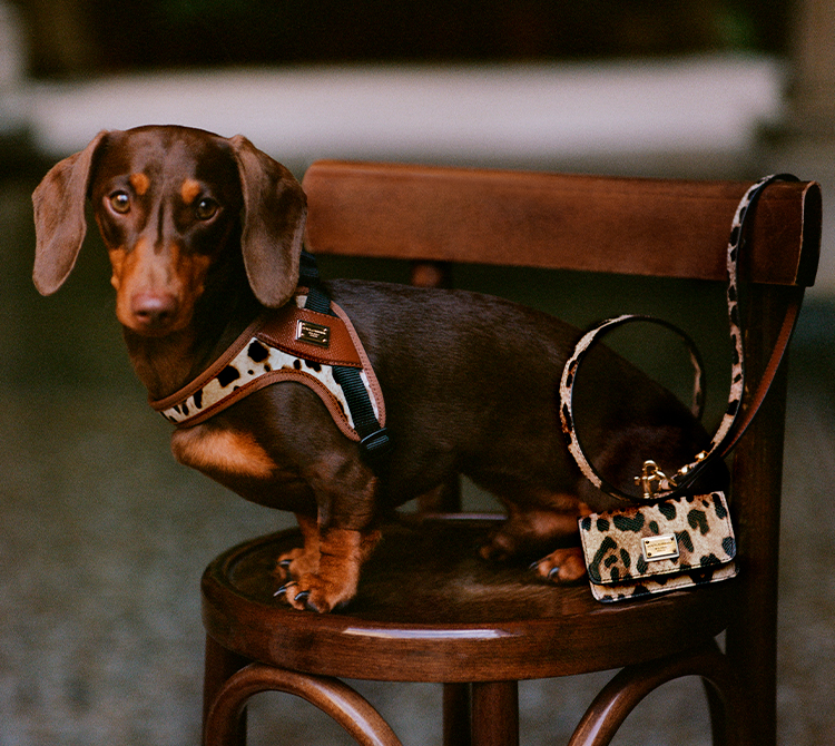 Dolce&Gabbana | New fashion line for dogs